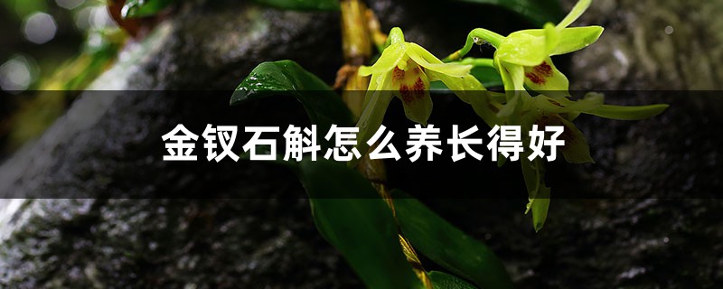 金钗石斛怎么养长得好 金钗石斛怎么养长得好