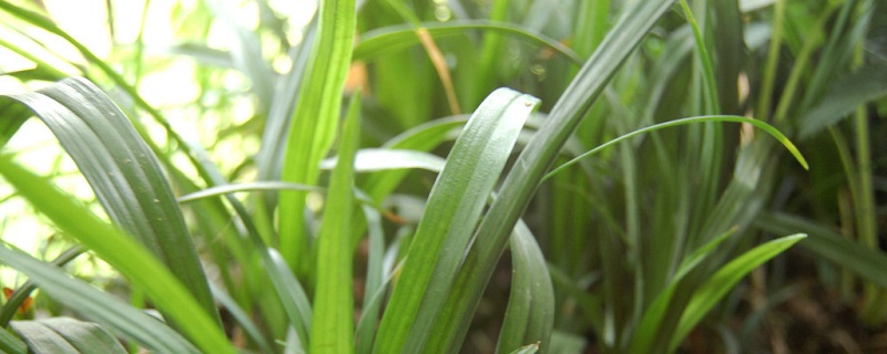 吉祥草怎么养 吉祥草怎么养