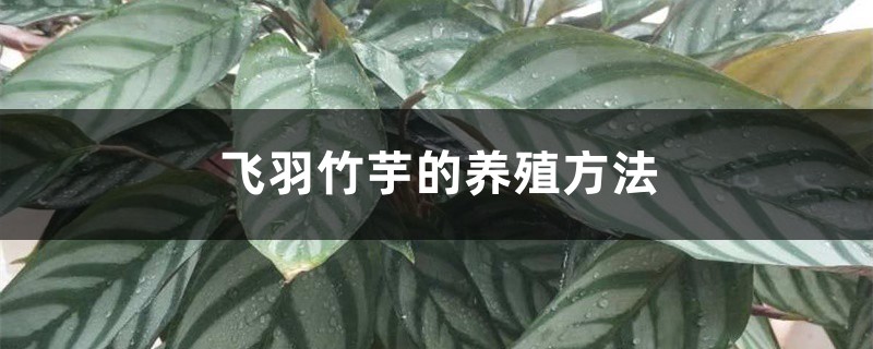 飞羽竹芋的养殖方法