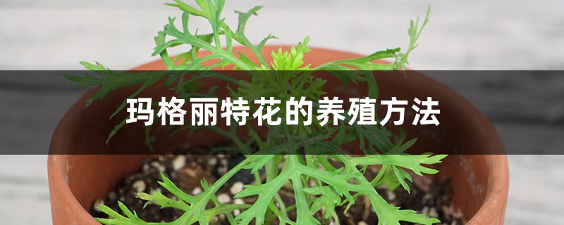玛格丽特花的养殖方法和注意事项大全 玛格丽特花的养殖方法和注意事项大全