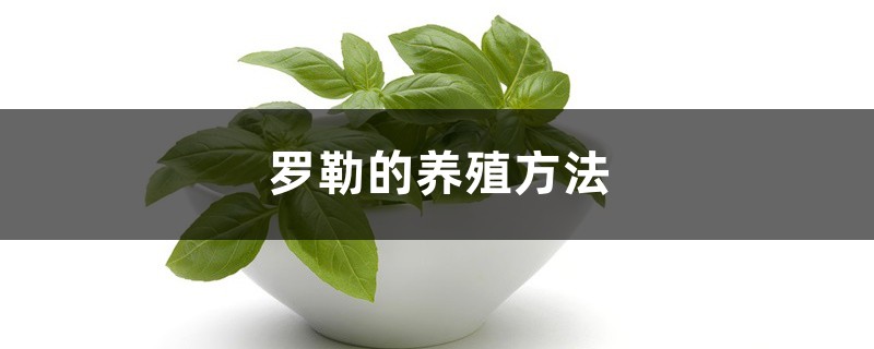 罗勒的养殖方法和注意事项大全 罗勒的养殖方法和注意事项大全