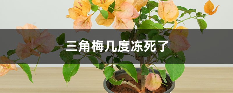 三角梅几度会被冻死