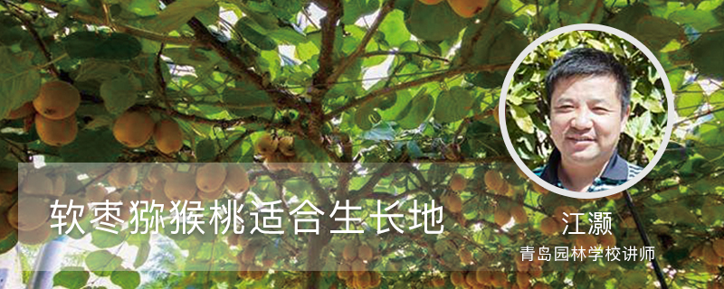 软枣猕猴桃适合生长地 软枣猕猴桃适合生长地