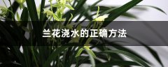 兰花浇水的正确方法