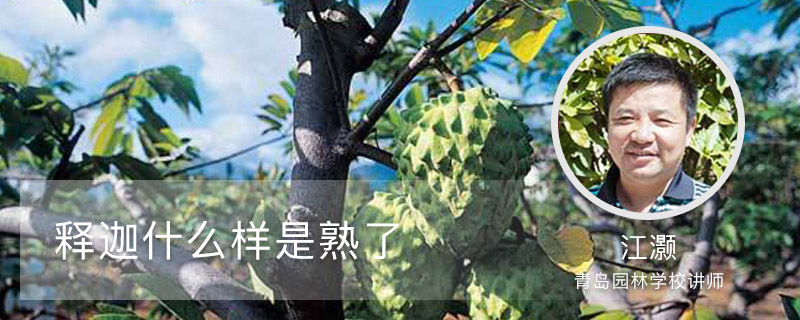 释迦什么样是熟了 释迦什么样是熟了