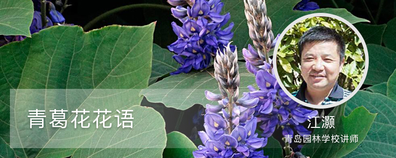 青葛花花语 青葛花花语