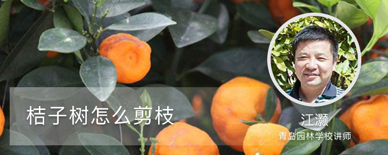 桔子树怎么剪枝 桔子树怎么剪枝