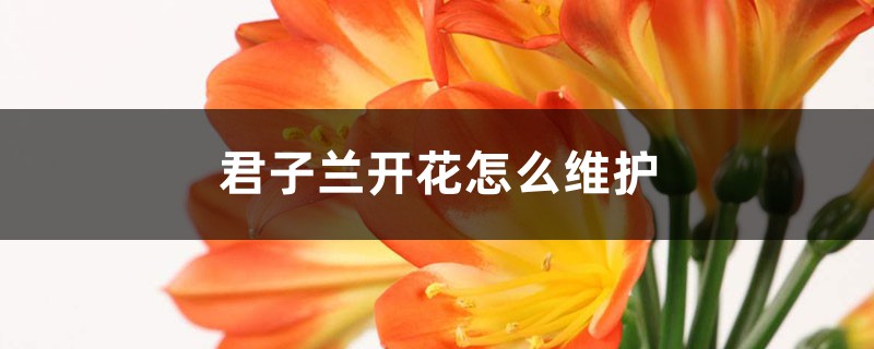 君子兰开花怎么维护