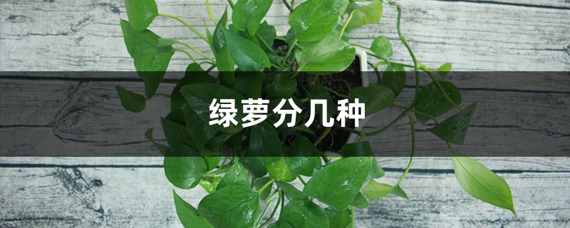 绿萝有几种 绿萝有几种