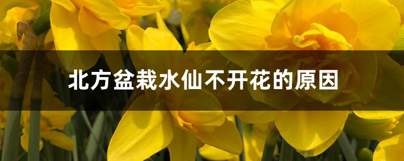 北方盆栽水仙不开花的原因 北方盆栽水仙不开花的原因