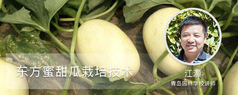 东方蜜甜瓜栽培技术 东方蜜甜瓜栽培技术