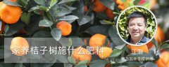 家养桔子树施什么肥料