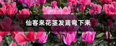 仙客来花茎发蔫弯下来