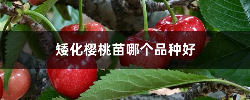 矮化樱桃苗哪个品种好 矮化樱桃苗哪个品种好
