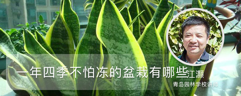 一年四季不怕冻的盆栽有哪些 一年四季不怕冻的盆栽有哪些