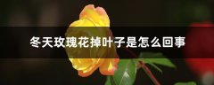 冬天玫瑰花掉叶子是怎么回事