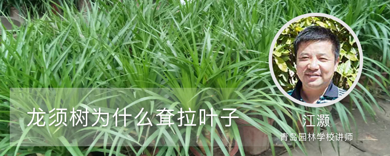 龙须树为什么耷拉叶子 龙须树为什么耷拉叶子