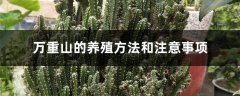 万重山的养殖方法和注意事项