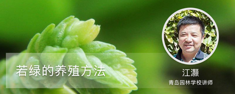 若绿的养殖方法 若绿的养殖方法