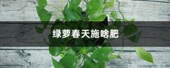 绿萝春天施啥肥