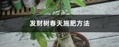 发财树春天施肥方法