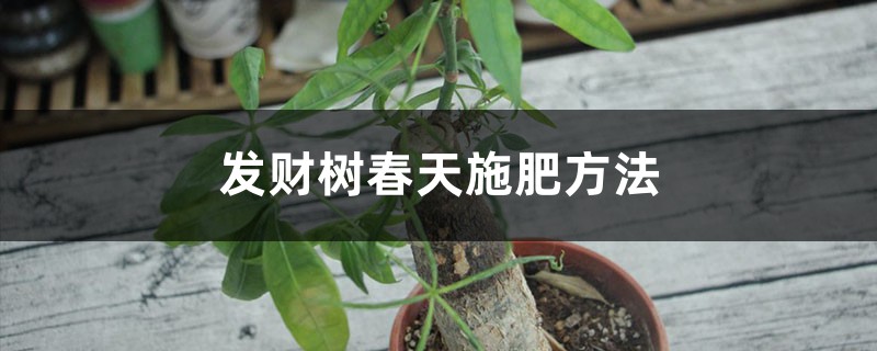 发财树春天施肥方法 发财树春天施肥方法
