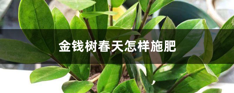 金钱树春天怎样施肥 金钱树春天怎样施肥
