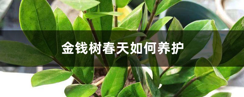 金钱树春天如何养护 金钱树春天如何养护