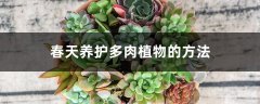 春天养护多肉植物的方法