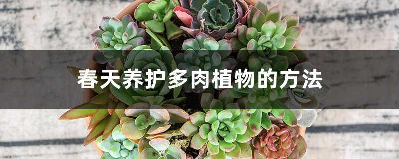 春天养护多肉植物的方法 春天养护多肉植物的方法