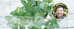 春天植物小苗浇水时间