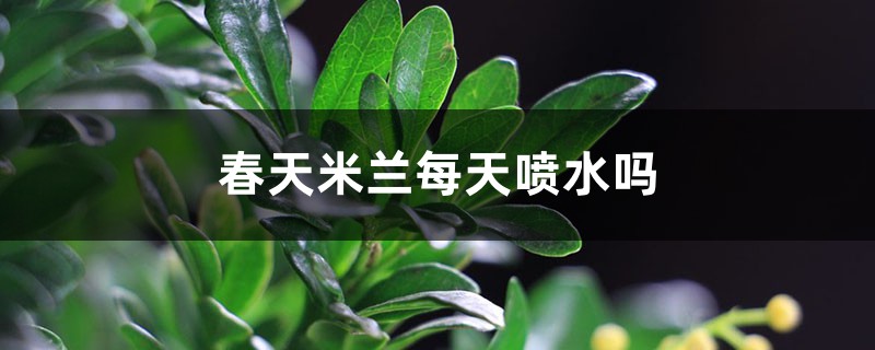 春天米兰每天喷水吗 春天米兰每天喷水吗