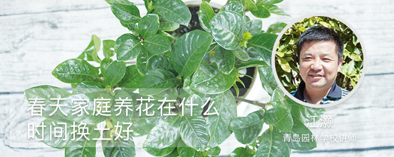 春天家庭养花在什么时间换土好 春天家庭养花在什么时间换土好