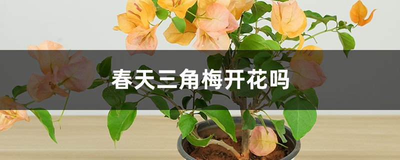 春天三角梅开花吗