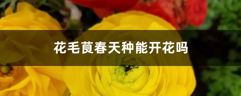 花毛茛春天种能开花吗 花毛茛春天种能开花吗