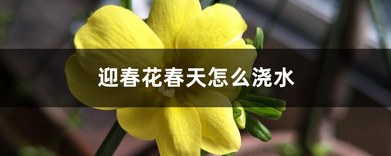 迎春花春天怎么浇水