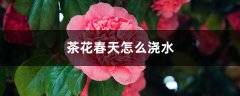 茶花春天怎么浇水