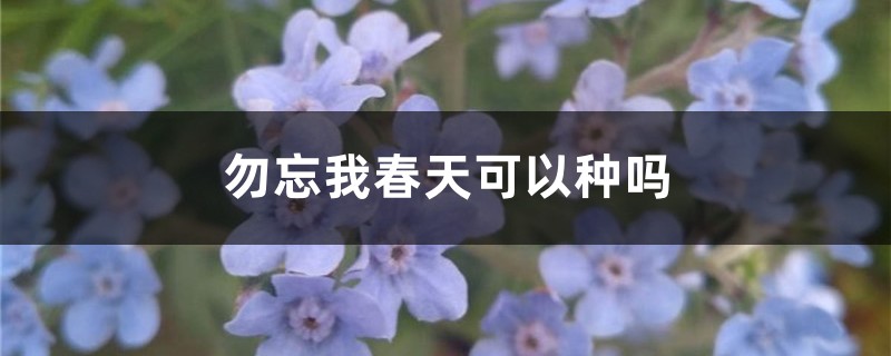 勿忘我春天可以种吗 勿忘我春天可以种吗