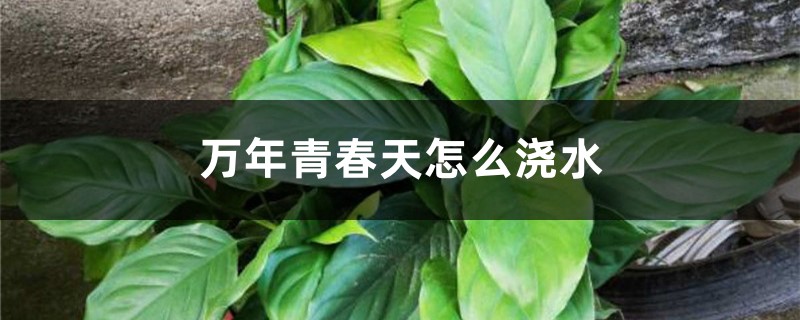 万年青春天怎么浇水