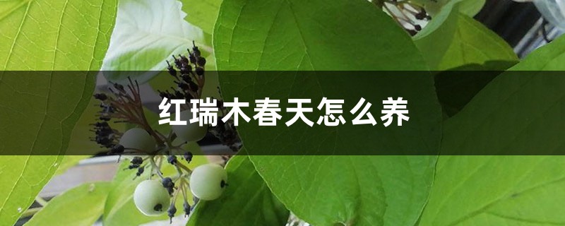 红瑞木春天怎么养 红瑞木春天怎么养