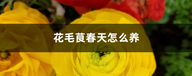 花毛茛春天怎么养 花毛茛春天怎么养
