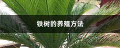 铁树的养殖方法