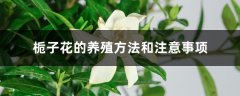 栀子花的养殖方法和注意事项