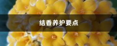 结香养护要点