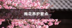 梅花养护要点