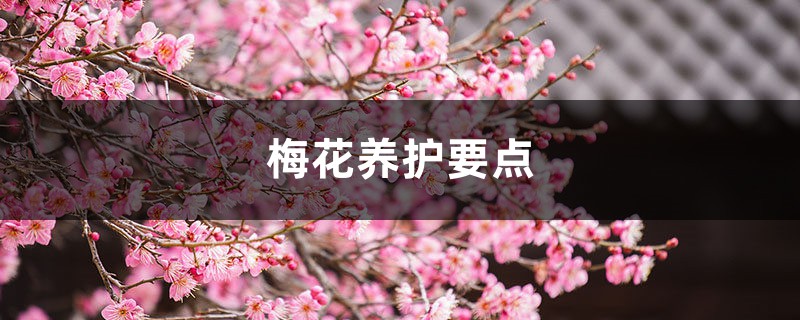 梅花养护要点 梅花养护要点