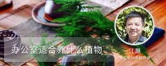 办公室适合养什么植物