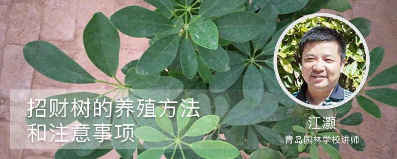 招财树的养殖方法和注意事项 招财树的养殖方法和注意事项