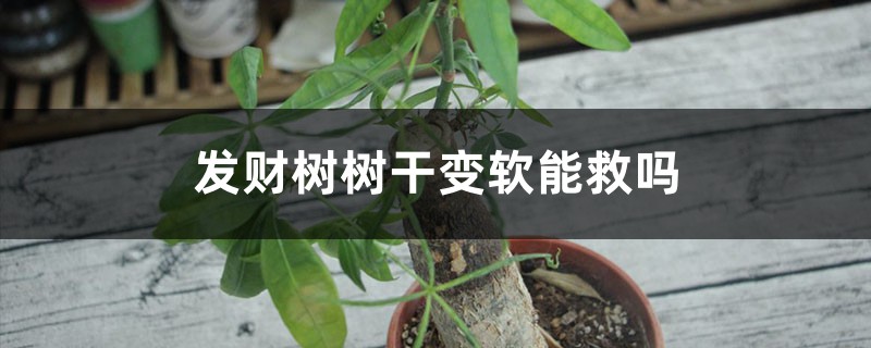 发财树树干变软能救吗 发财树树干变软能救吗