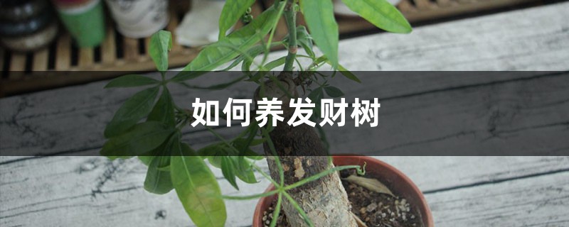 如何养发财树 如何养发财树